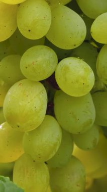 Yağmurdan sonra çiy damlacıklarıyla birlikte Sauvignon Blanc üzümleri. Tarım, üzüm hasadı ve şarap üretimi