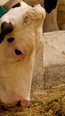 Boynunda bir numara olan beyaz bir inek ahırda saman yiyor. Çiftlikte süt üretimi. İnekler yetiştiriliyor.