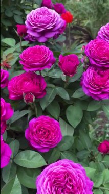 Bahçede açan yemyeşil pembe gül çalısı. Canlı yaz çiçekleri, doğal güzellik ve mevsimlik çiçek manzarası.