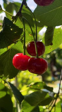 Bahçedeki bir ağaç dalından sarkan kırmızı, olgun kirazlar. Organik böğürtlen, yaz hasadı, vitamin zengini tatlı..
