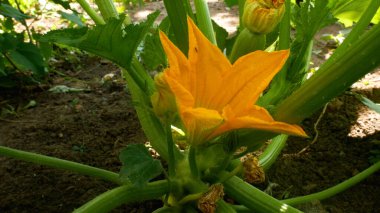 Bahçedeki yeşil yaprakların arasında büyüyen küçük kabaklı, çiçek açan kabak çiçeğinin yakın çekimi. Organik gıda ve sağlıklı beslenme.