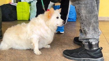Small fluffy white dog on a leash looking sad at the train station. Owner nearby with bags and crowd in background.