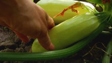 Bahçede kabağa dokunup olgunluk var mı diye bakacaksın. Organik sebze yetiştirme, sağlıklı gıda konsepti..