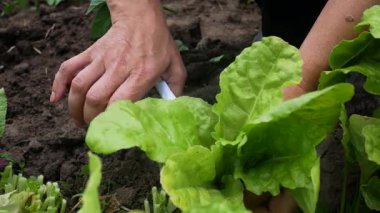 Kadınların elleri bahçede taze yeşil marul yapraklarından oluşan geniş bir çalıyı kesiyor. Yeşillik yetiştiriyorum. Sağlıklı beslenme ve veteriner tıbbı kavramı.
