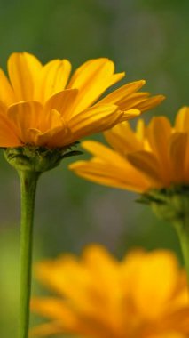 Yeşil arka plandaki sarı çiçekler yazın parkta ya da vahşi doğada bulanık. Yaz havası, yaz rahatlama havası.