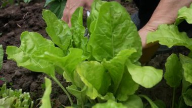 Bahçede taze yeşil marul toplayan kadın eller. Organik yeşiller, sağlıklı beslenme, vitaminler ve bitki bazlı yiyecekler..