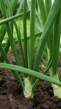 Yeşil soğan yetiştiren yataklar. Panorama. Organik sebzeler yetiştiriyor. Sağlıklı bir diyet için vitamin yeşili. Organik sebzeler masaya..
