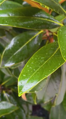 Yağmur damlaları tropikal yağmurda incir ağaçlarının büyük yeşil yapraklarından aşağı akar. Yaz yağmuru. Bitkiler için besleyici nem.