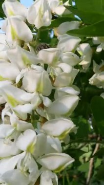 Çiçek açan beyaz akasya kümeleri. Hoş kokulu bir ağaç. Panorama. Bal çiçekli akasya.