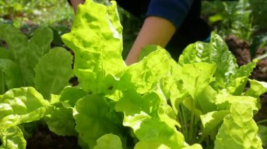 Bir kadının elleri bahçe yatağında büyük yeşil marul yaprakları kesmek için budama makası kullanır. Sağlıklı beslenmek ve dengeli beslenmek için sebze hasat ediyoruz..