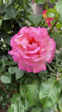 Bahçedeki yeşil yaprakların arasında büyük pembe kokulu bir gül. Yaz havası.