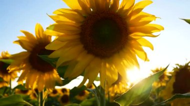 Çiçek açan parlak ayçiçekleri açık mavi bir gökyüzünün altında ufka kadar uzanıyor. Yağ tohumu tohumu tomurcuklanıyor..