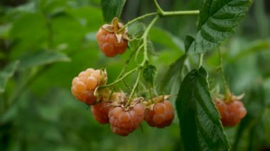 Bahçe çalılığında olgun sarı ahududular. Vitamin açısından zengin tatlı, sağlıklı meyveler. Organik tatlı ve çilek toplama mevsimi.