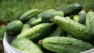 Bahçedeki kovada yeni toplanmış bir sürü salatalık var. Yakın plan. Salatalık yetiştirip hasat ediyorlar. Sağlıklı beslenmede organik sebzeler.