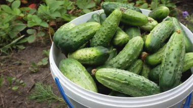 Bahçede yeni toplanmış salatalıklarla dolu bir kova duruyor. Organik hasat ve sağlıklı beslenme konseptine yakın çekim.
