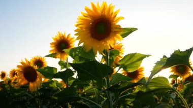 Çiçek açan bir ayçiçeği tarlasının panoramik görüntüsü. Parlak sarı ayçiçeği başları güneşe bakar. Yağ tohumu ekimi.