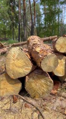 Kesilen çam ağaçları ormanın ortasında yerde yatar. Hijyenik ormanların yok edilmesi ve kaçak avlanma kavramı. Fırtınadan sonra kesilmiş bir orman. Kışın ısınmak için odun topluyorum..