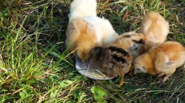 Farklı renklerde pek çok yeni doğmuş yavru yeşil çimenlerin üzerindeki bir kaseden darı gagalar. Paskalya, bahar ve kümes hayvanlarının sembolü..