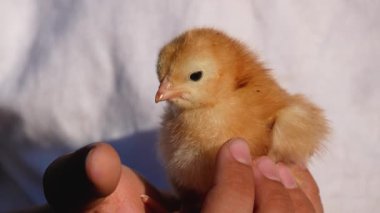 Bir çocuğun kollarında oturan sevimli yeni doğmuş bir civcivin portresi. Paskalya, bahar ve kümes hayvanlarının sembolü..