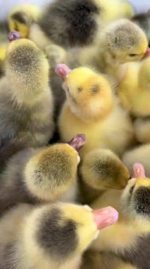 Birçok yeni doğmuş ördek yavrusu yakın otururlar. Kümes hayvancılığı. Çiftlikte et ve yumurta için ördek yetiştiriyorum..