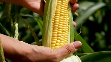 Dişi çiftçi elleri bahçedeki yeşil kabuklardan olgun sarı mısırları soyarlar. Organik tarım, sebze hasatı, doğal gıda, sağlıklı beslenme.