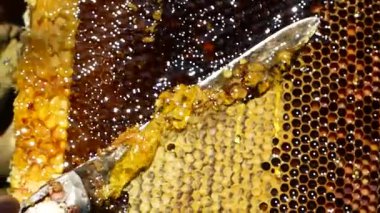 Arıcı bal peteği çerçevesinden bir bıçakla balmumu keser. Hücrelerden taze, kalın altın bal akıyor. Arı kovanından bal topluyorum. Organik arıcılık, doğal ürün..