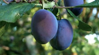 Bahçedeki bir ağaçta büyük olgun mavi erikler kümelerde sallanıyor. Organik meyveler, tatlı sağlıklı tatlı..