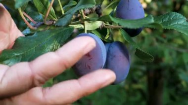 Bir kadın, ağaçtaki olgun erikleri nazikçe kontrol eder. Yaz hasadı, bahçe işleri, sağlıklı meyve tatlısı..
