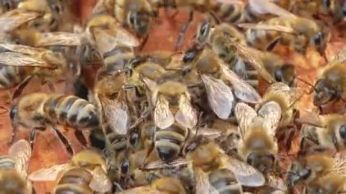 Birçok arı kovandaki bal çerçeveleri boyunca sürünür. Arı kovanındaki bir arı kolonisinin hayatı. Organik bal üretimi, arıcılık ve tozlaşma.