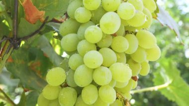 Üzüm bağında sulu, olgun, beyaz üzümler. Üzüm yetiştirip hasat ediyorlar. Üzüm suyu ve şarap üretimi için hammadde olarak üzüm.. 