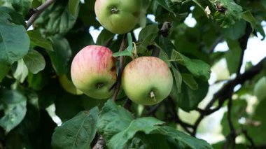 Elma ağacında olgun kırmızı elmalar. Panorama. Elma yetiştirmek ve hasat etmek. Tatlı olarak tatlı elmalar. Sağlıklı bir diyette tatlı. Elmalar meyve suyu ve bebek maması yapmak için hammaddedir..