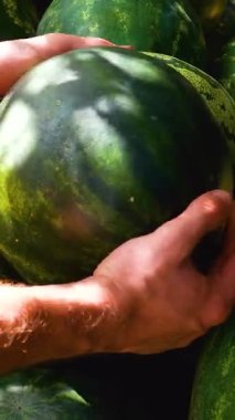 Tanınmayan erkeklerin elleri olgun bir karpuzu ellerinde bir karpuz dağının arka planına doğru çevirir. Doğu Çarşısı. Karpuz topluyorum.