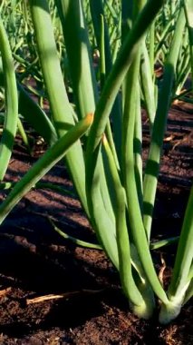 Yatakta taze taze soğanlar yetişiyor. Mutfak için yeşillik yetiştiriyorum. Salatalar için vitamin yeşili. Masa için taze bitkiler.