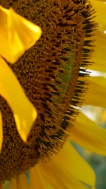 Tarlada açan ayçiçeğinin büyük çiçekleri. Büyüyen yağ tohumları.