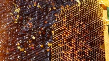 Arı kokulu, taze, kokulu bal damlaları kovandaki bal çerçevesinden aşağı akıyor. Doğal bal, sağlıklı bir diyetteki tatlı bir tatlı gibi..