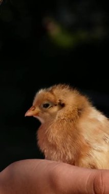 Bir çocuk yeni doğmuş şirin bir yavruyu elinde tutuyor ve hayranlıkla gülümsüyor. Çocuklar ve hayvanlar arasındaki etkileşim. Paskalya Sembolü.