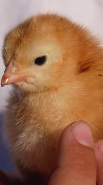 Bir çocuğun kollarında oturan sevimli yeni doğmuş bir civcivin portresi. Paskalya, bahar ve kümes hayvanlarının sembolü..