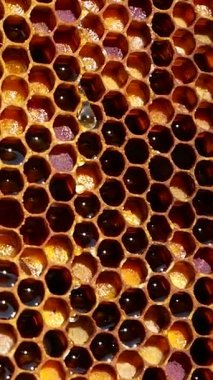 Arı kokulu, taze, kokulu bal damlaları kovandaki bal çerçevesinden aşağı akıyor. Doğal bal, sağlıklı bir diyetteki tatlı bir tatlı gibi.. 