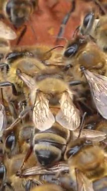 Birçok arı kovandaki bal çerçeveleri boyunca sürünür. Arı kovanındaki bir arı kolonisinin hayatı. Organik bal üretimi, arıcılık ve tozlaşma.