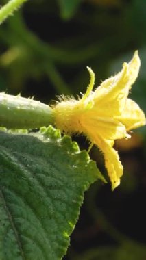 Salatalık sapında çiçek olan genç, küçük bir salatalık. Organik sebze yetiştiriyor. Bahçedeki salatalıklar.