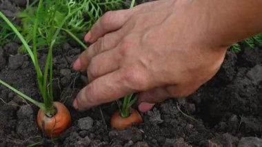 Hasat mevsiminde bir kadının eli yerden taze organik havuç topluyor. Sürdürülebilir tarım, sağlıklı sebzeler ve çevre dostu tarım kavramı.