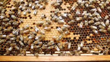 Arılar kovanda bal ve balmumuyla ahşap bir bal çerçevesi boyunca sürünürler. Bir arı yetiştiricisi çerçeveyi kovandan yeni çıkarılmış halde tutuyor. Arıcılık ve doğal bal koleksiyonu.