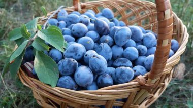 Bahçeye konmuş sepetin içinde taze toplanmış bir sürü mavi erik. Yazın hasat ve erik yetiştirme. Tatlı meyve ve böğürtlen sağlıklı bir diyet için doğal bir tatlıdır..