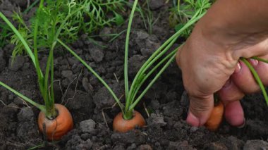 Bir kadın eli, olgun havuçları topraktan çıkarır. Havuç yetiştirip hasat ediyorlar. Sağlıklı bir diyette sebzeler.