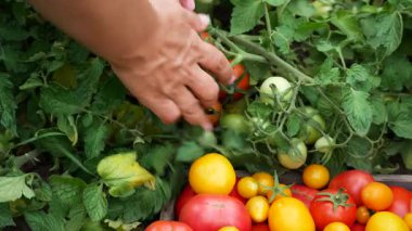 Çiftçilerin elleri bahçeden olgun domatesleri topluyor. Olgun kırmızı ve sarı domatesler kutunun yakınında toplanır. Organik domates yetiştirip hasat ediyorlar. Sağlıklı bir diyette sebzeler. Domatesler