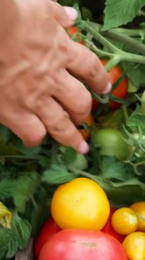 Dişi bir çiftçinin elleri bahçede olgun domatesleri topluyor. Kırmızı, pembe ve sarı domatesler yakındaki bir kutuya konur. Organik tarım ve sağlıklı beslenme konsepti.