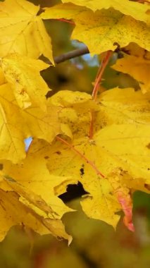 Sarı akçaağaç yaprakları bir sonbahar parkında rüzgarda sallanıyor. Altın Sonbahar.