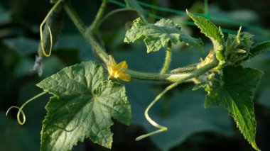 Yeşil bitki, bahçede çiçek ve salatalık yumurtalığıyla vızıldayan salatalık. Bahçede salatalık yetiştiriyor. Bahçıvanlık ve bahçıvanlık. Diyetteki sebzeler.