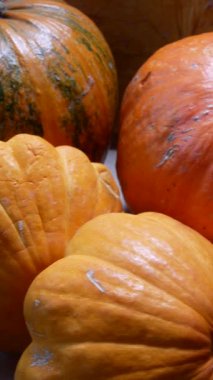 Sarı akçaağaç yapraklı ahşap bir tahtanın üzerinde büyük ve küçük olgun portakal kabakları. Sonbahar hasadı, Cadılar Bayramı