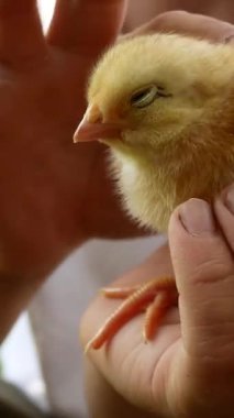 6-7 yaşlarında bir çocuk küçük bir tavuğu tutuyor ve okşuyor. Çocuğun doğayla iletişimi. Otizmli çocukların sosyalleşmesi, hayvan terapisi